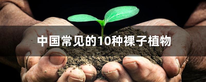 中国常见的10种裸子植物