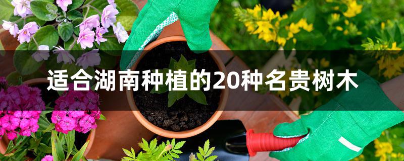 适合湖南种植的20种名贵树木