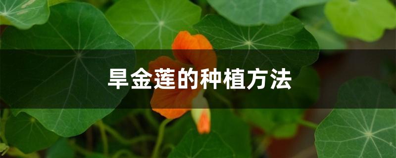 旱金莲的种植方法