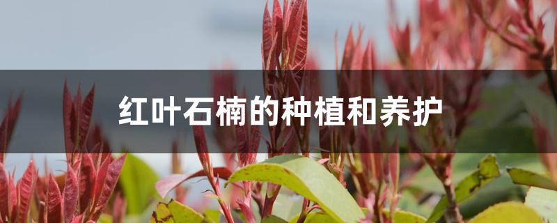红叶石楠的种植和养护