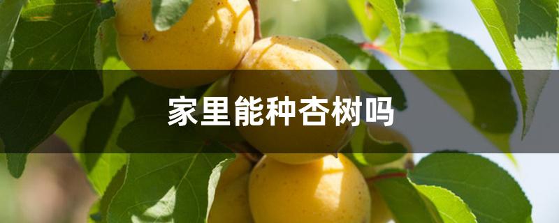 家里能种杏树吗