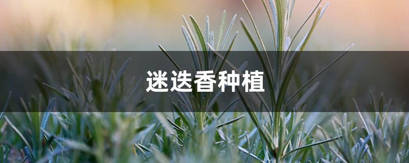 迷迭香种植