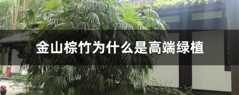 金山棕竹为什么是高端绿植