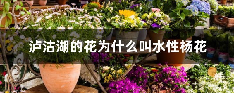 泸沽湖的花为什么叫水性杨花