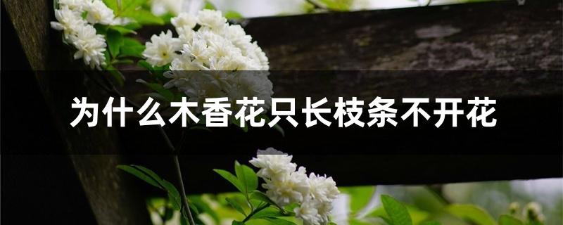 为什么木香花只长枝条不开花