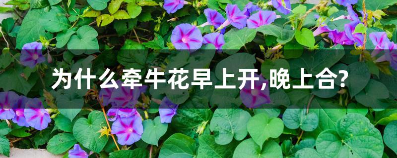 为什么牵牛花早上开,晚上合?