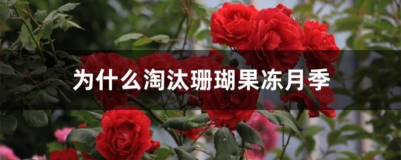 为什么淘汰珊瑚果冻月季