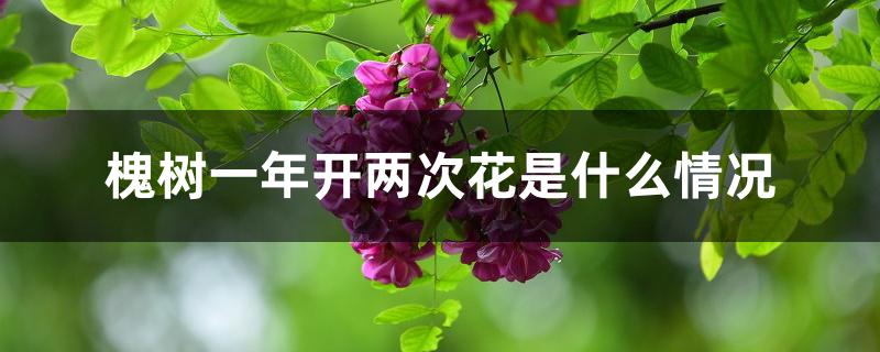 槐树一年开两次花是什么情况