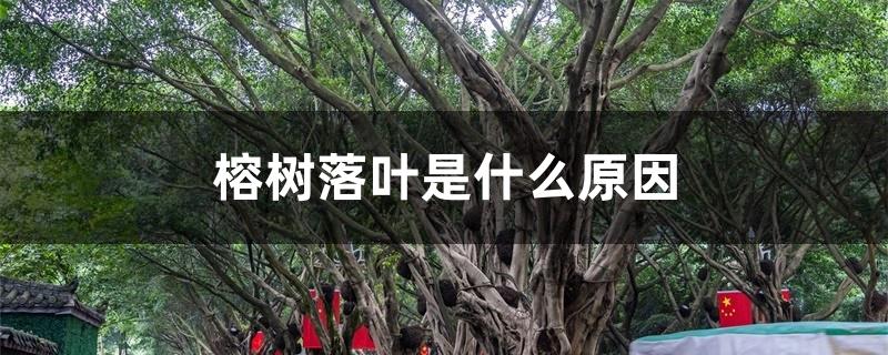 榕树落叶是什么原因