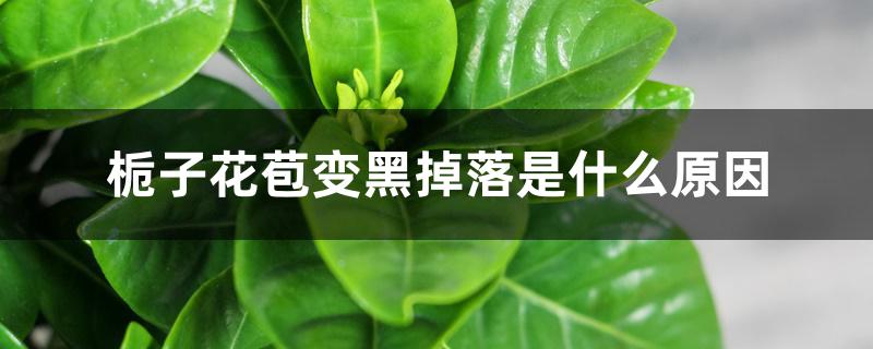 栀子花苞变黑掉落是什么原因