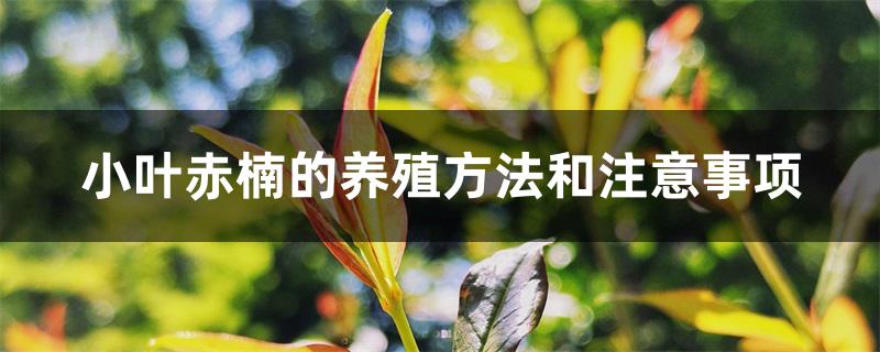 小叶赤楠的养殖方法和注意事项