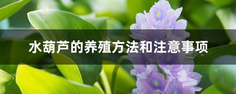 水葫芦的养殖方法和注意事项