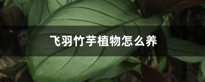飞羽竹芋植物怎么养