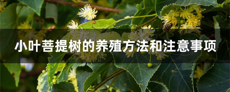 小叶菩提树的养殖方法和注意事项