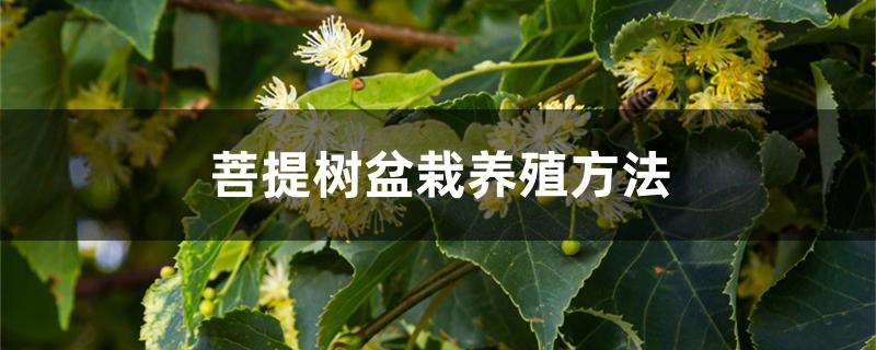 菩提树盆栽养殖方法
