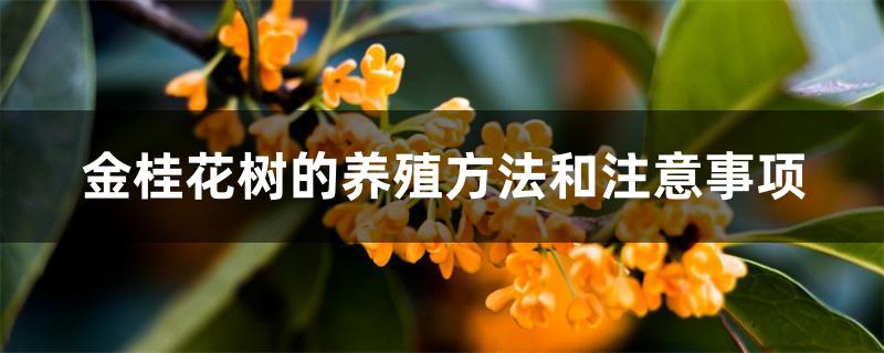 金桂花树的养殖方法和注意事项
