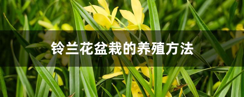 铃兰花盆栽的养殖方法