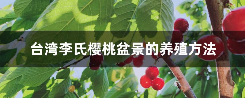 台湾李氏樱桃盆景的养殖方法