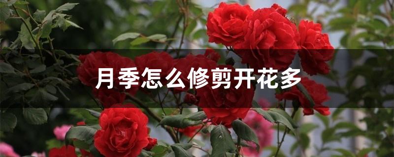 月季怎么修剪开花多