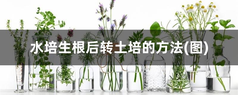 水培生根后转土培的方法(图)