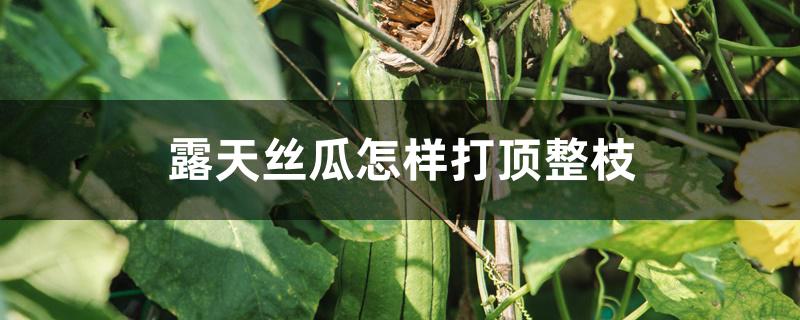 露天丝瓜怎样打顶整枝