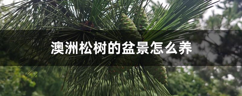 澳洲松树的盆景怎么养