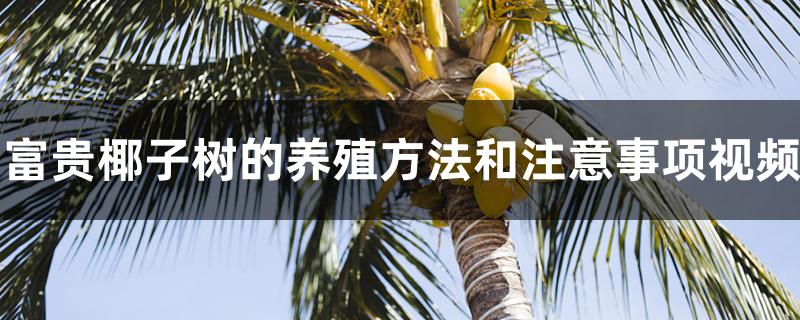 富贵椰子树的养殖方法和注意事项视频