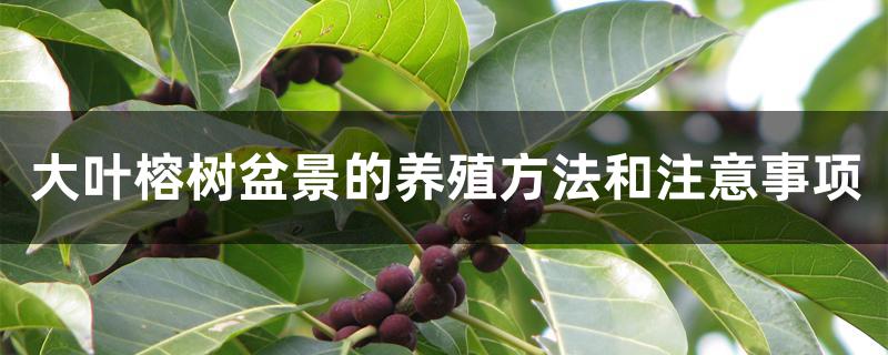 大叶榕树盆景的养殖方法和注意事项