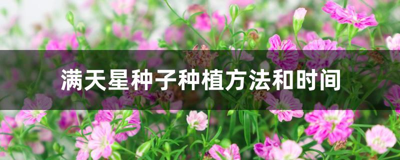 满天星种子种植方法和时间