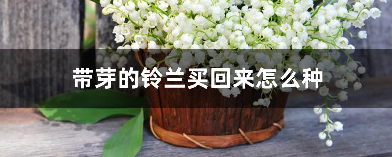 带芽的铃兰买回来怎么种