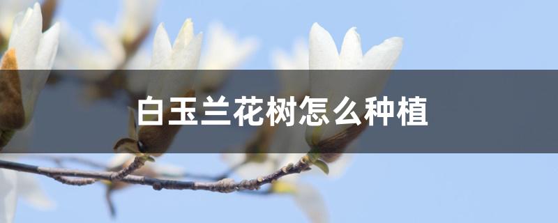 白玉兰花树怎么种植