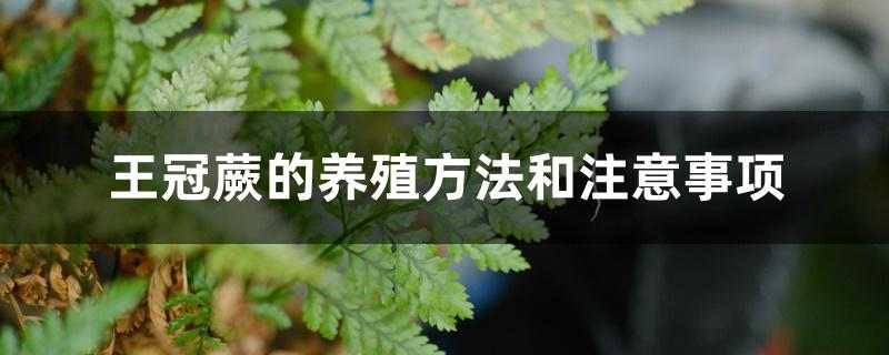 王冠蕨的养殖方法和注意事项