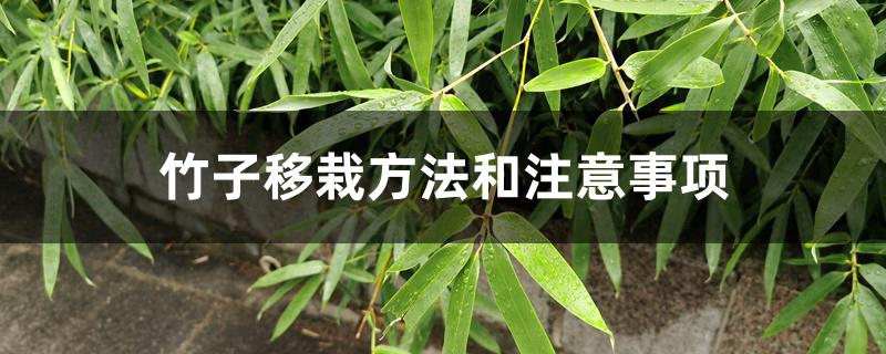 竹子移栽方法和注意事项