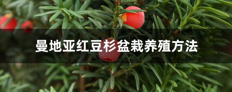 曼地亚红豆杉盆栽养殖方法