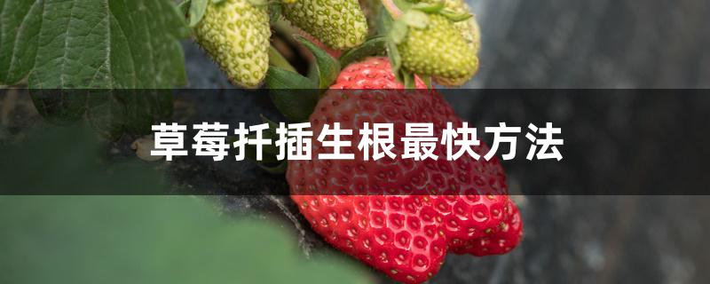 草莓扦插生根最快方法