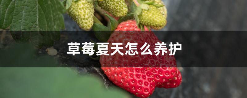 草莓夏天怎么养护