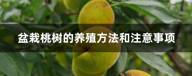 盆栽桃树的养殖方法和注意事项