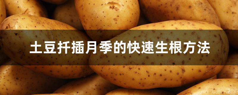 土豆扦插月季的快速生根方法