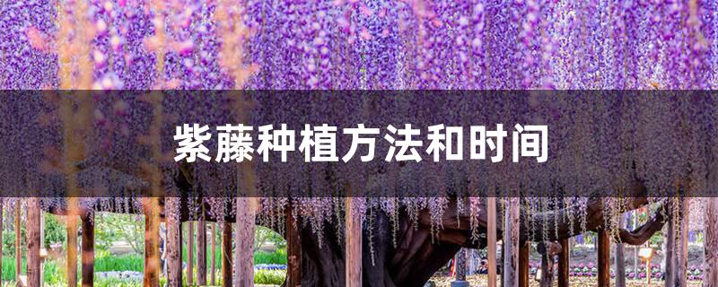 紫藤种植方法和时间