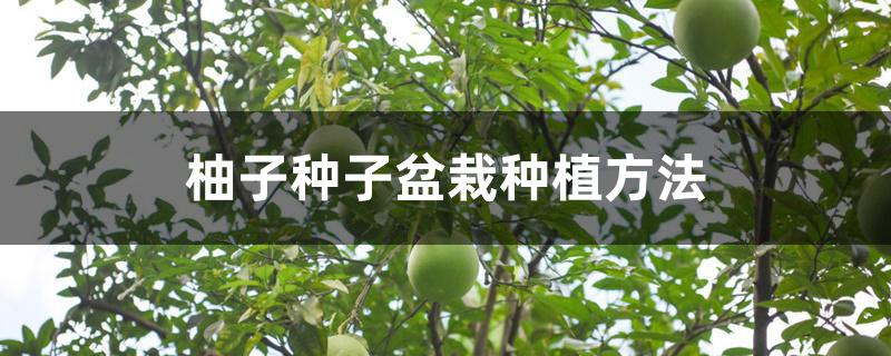 柚子种子盆栽种植方法
