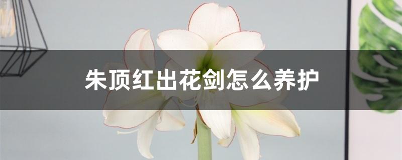 朱顶红出花剑怎么养护