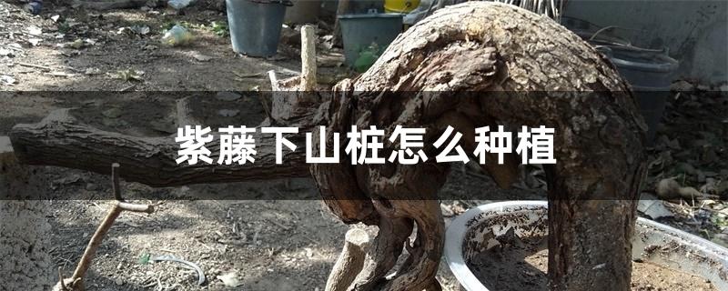 紫藤下山桩怎么种植