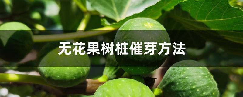 无花果树桩催芽方法