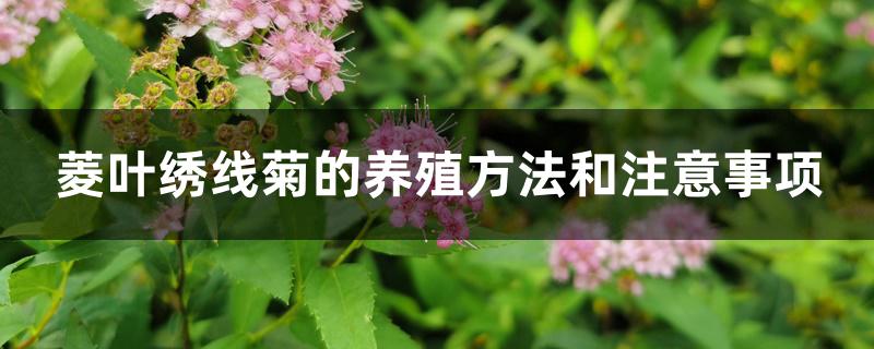 菱叶绣线菊的养殖方法和注意事项