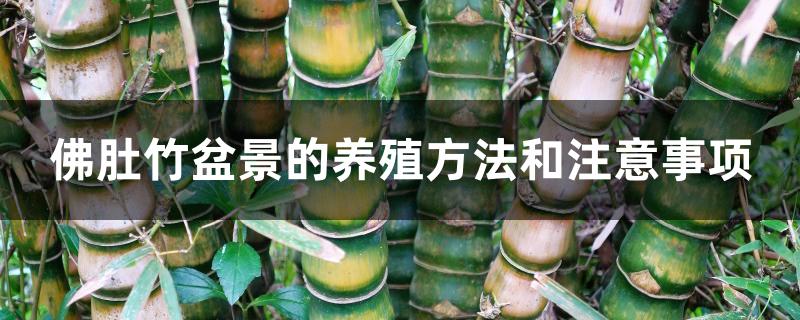 佛肚竹盆景的养殖方法和注意事项
