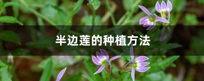 半边莲的种植方法