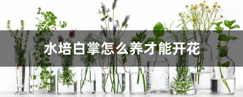 水培白掌怎么养才能开花