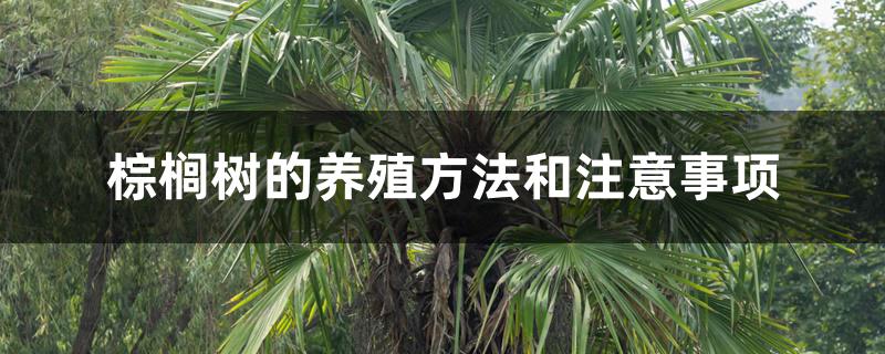 棕榈树的养殖方法和注意事项