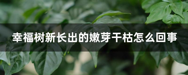 幸福树新长出的嫩芽干枯怎么回事