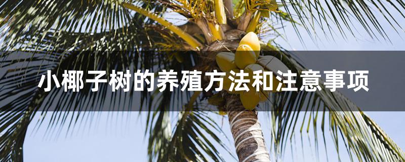 小椰子树的养殖方法和注意事项
